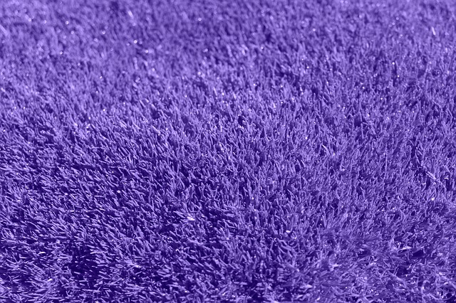 fialový koberec