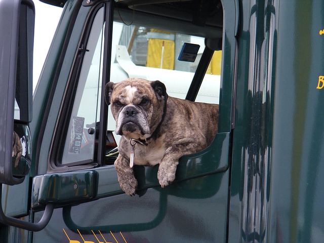 pes v nákladním autě.jpg
